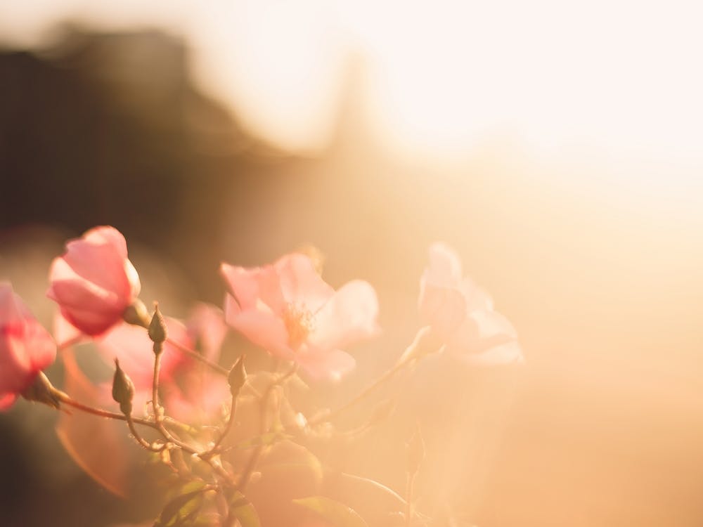 Sunshine All Around Floral