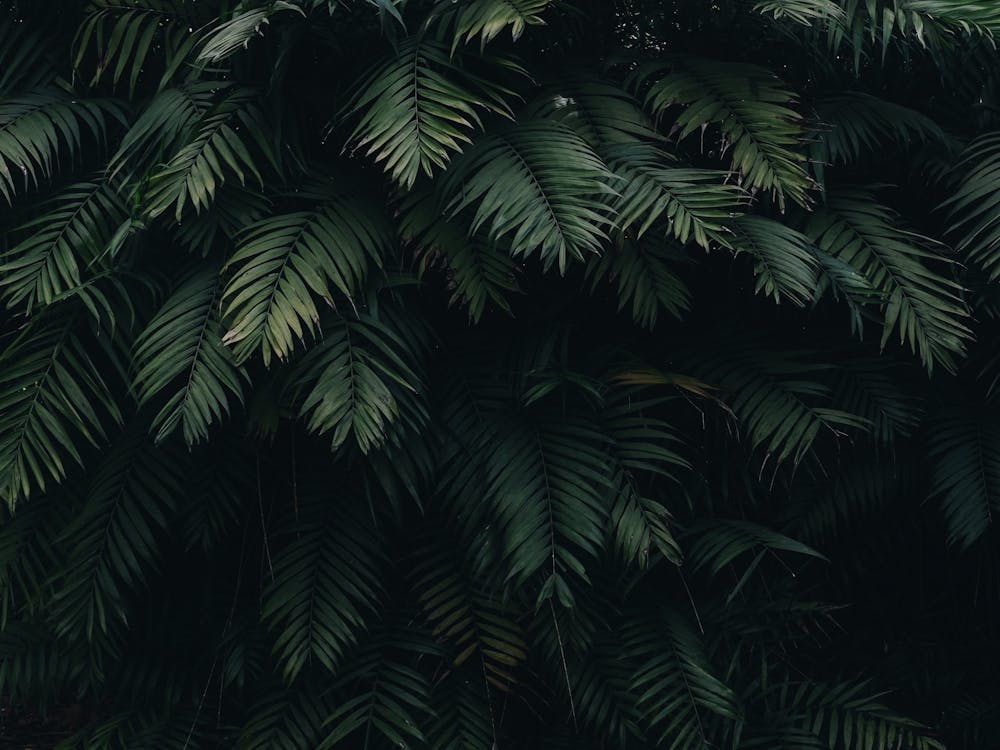 Palm Tree