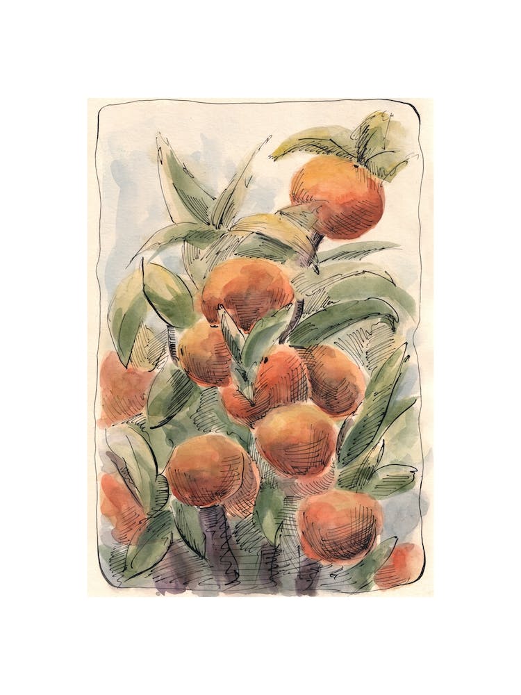 Oranges