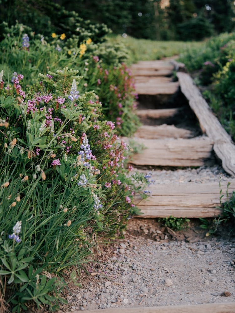 Wildflower Steps