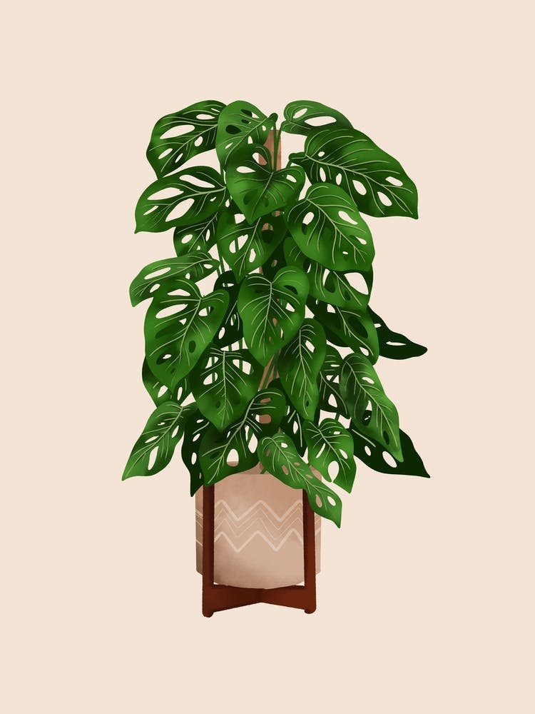 Monstera Adansonii Plante