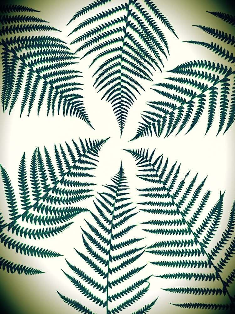 Green Fern Leaves