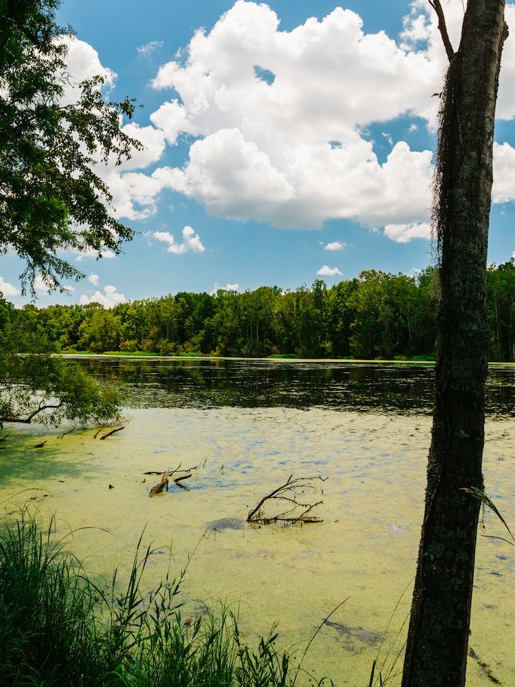 Charleston's Magnolia Plantation III