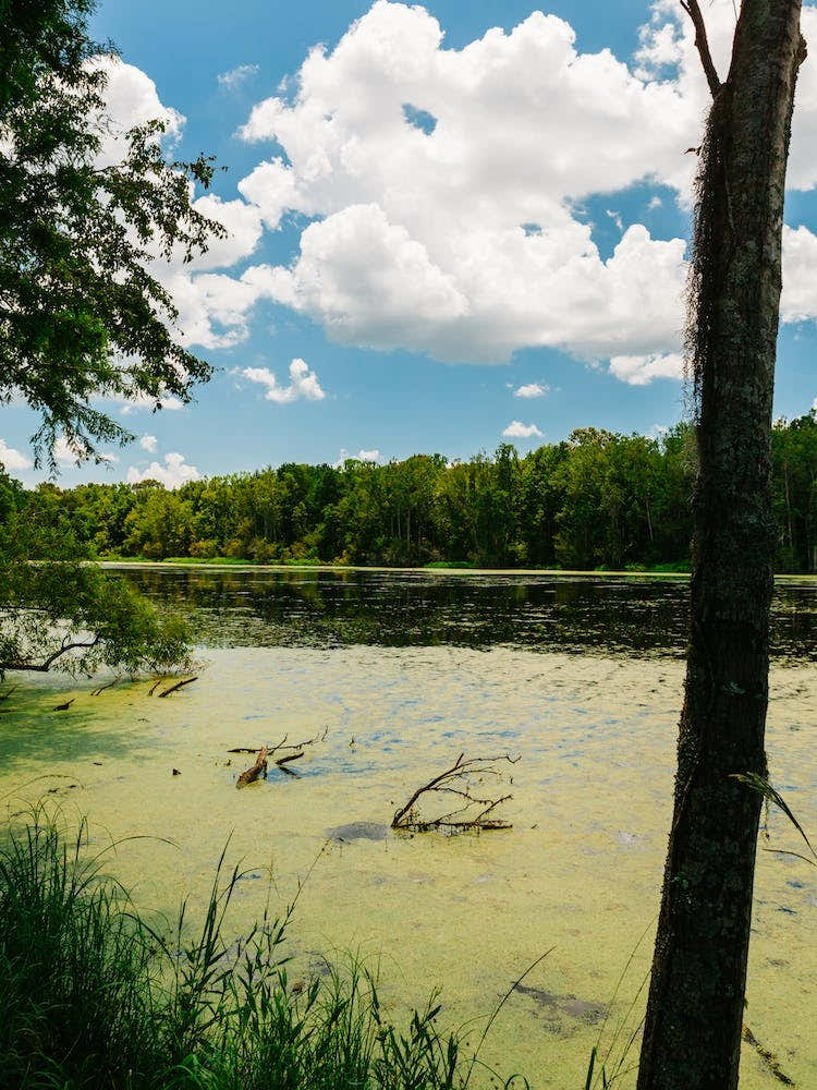 Charleston's Magnolia Plantation III