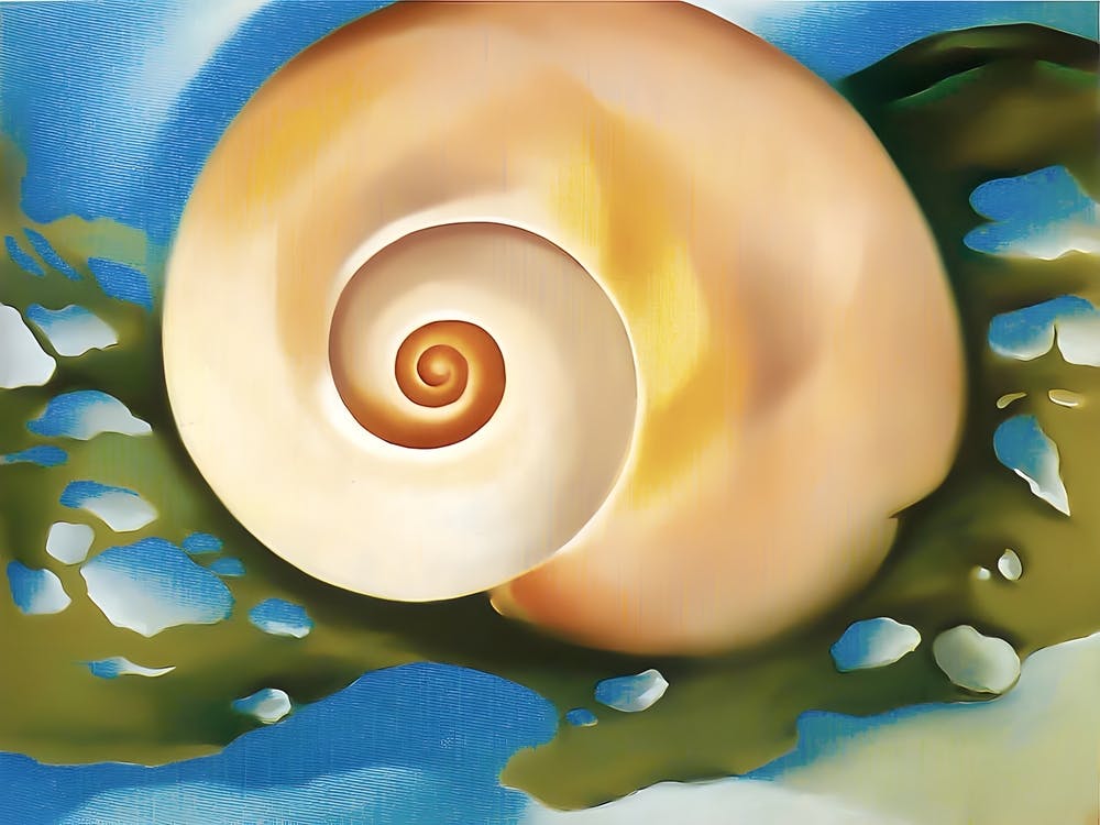 Georgia O'Keeffe - Pink Shell with Seaweed, 1937