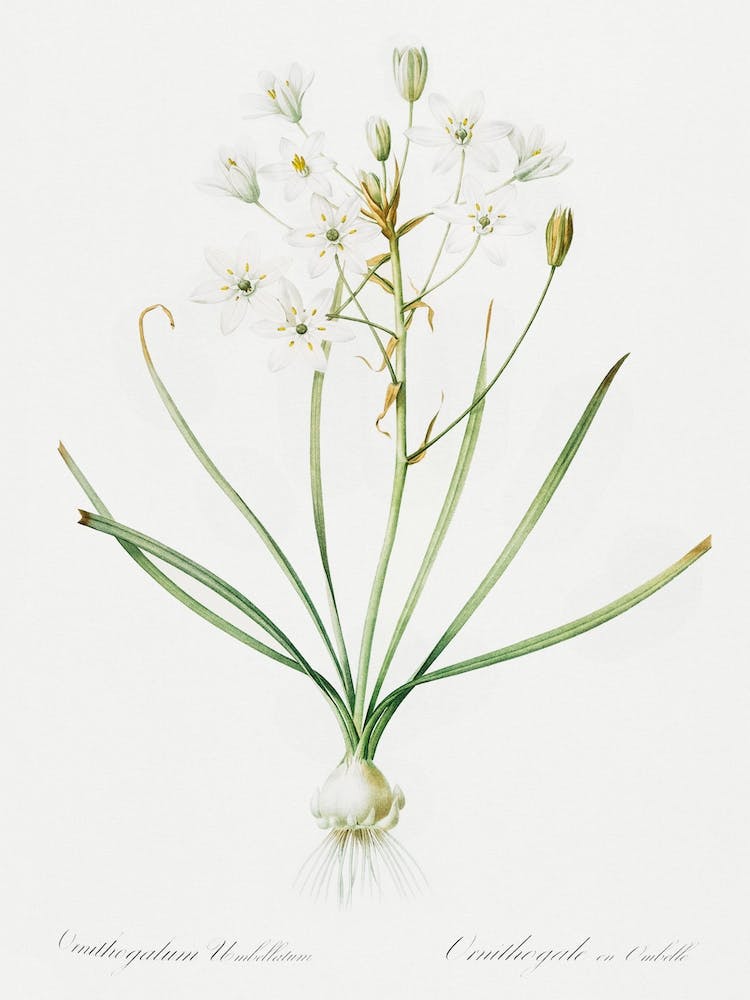 Ornithogalum Umbellatum Illustration From Les Liliacée, Pierre Joseph Redouté