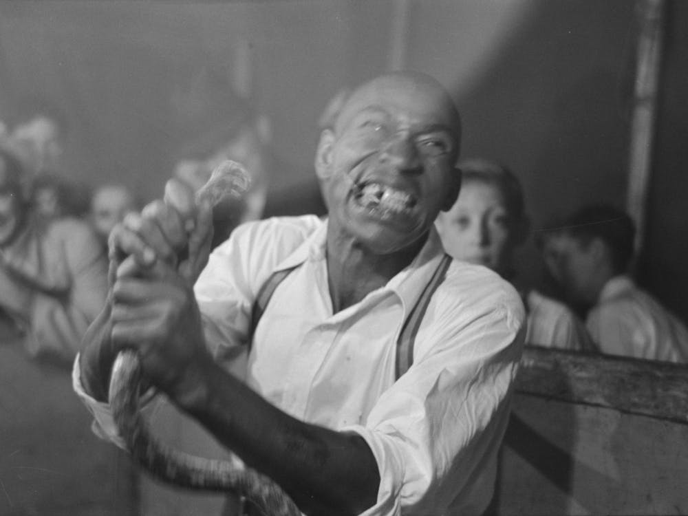Man Chewing Piece Of Snake Which He Has Just Bitten Off, State Fair Sideshow, Donaldsonville, Louisiana By Russell Lee