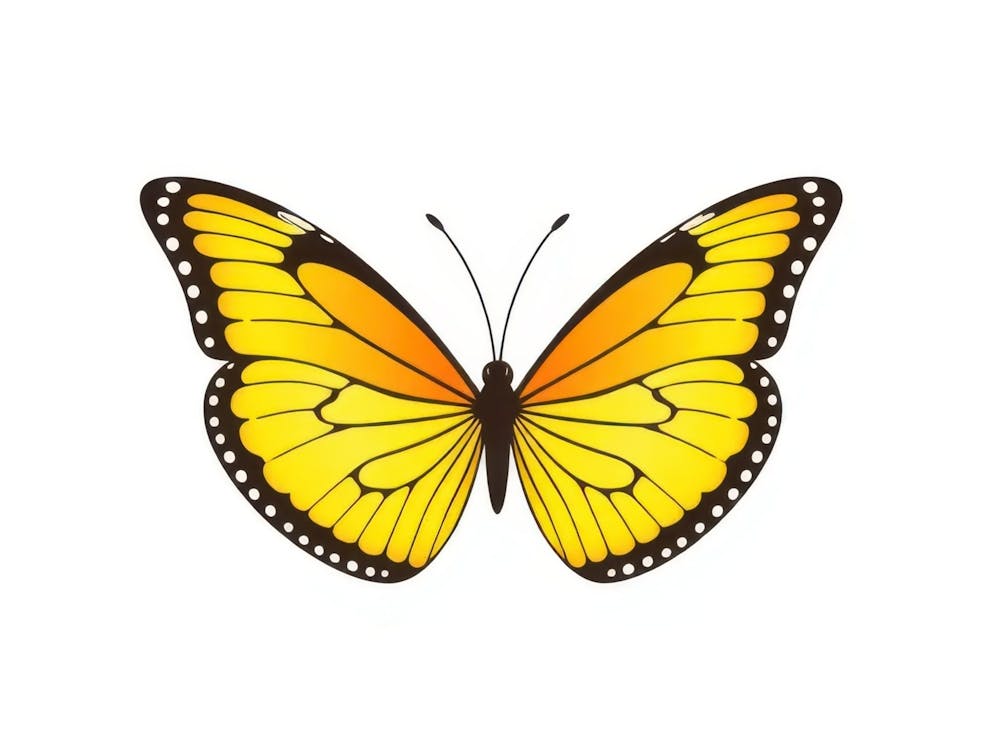 Butterfly 15