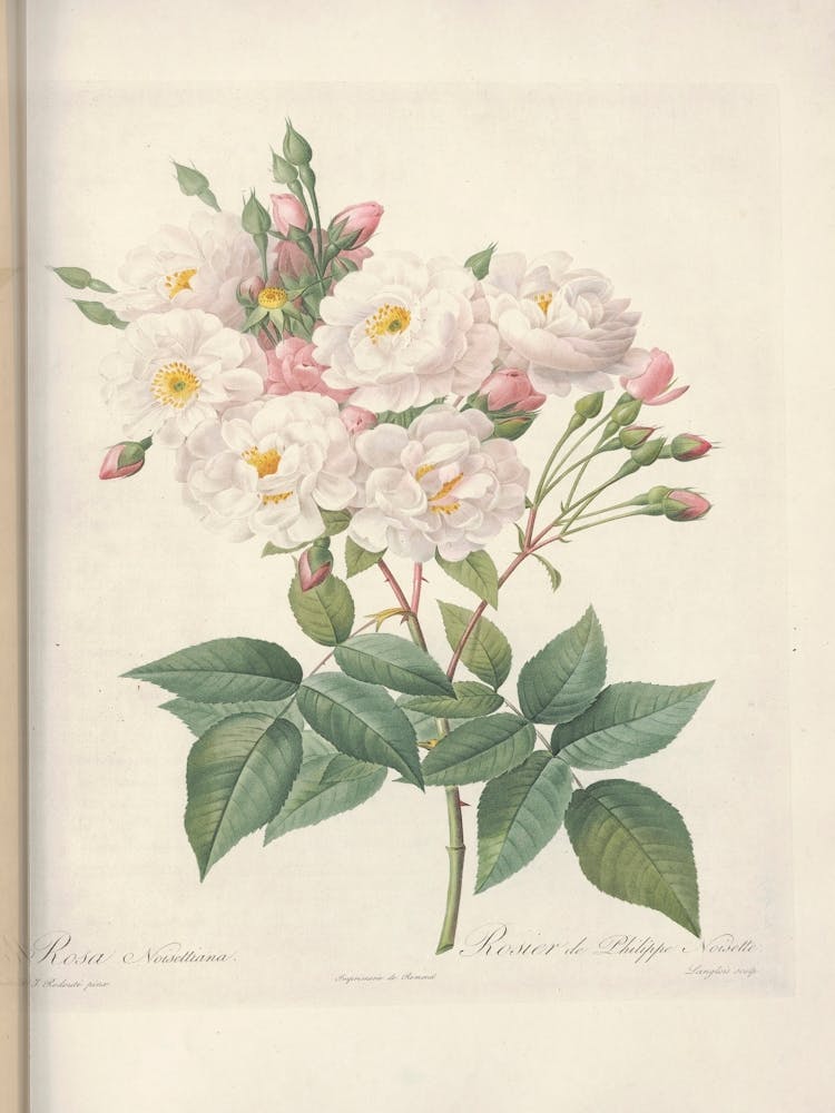 Rose Illustration, Pierre Joseph Redoute