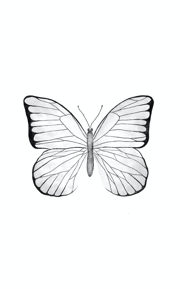 White Butterfly