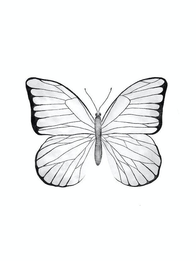 White Butterfly