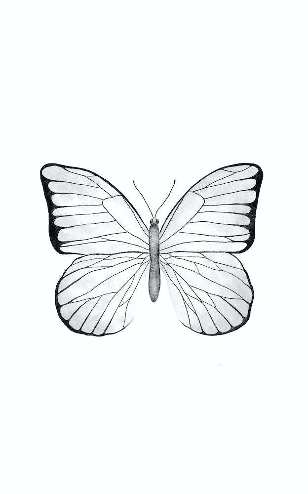 White Butterfly