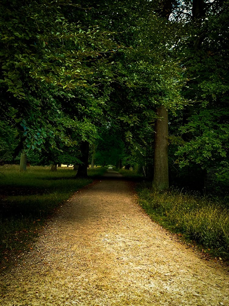 Kongens Dyrhave near Copenhagen tree tunnel
