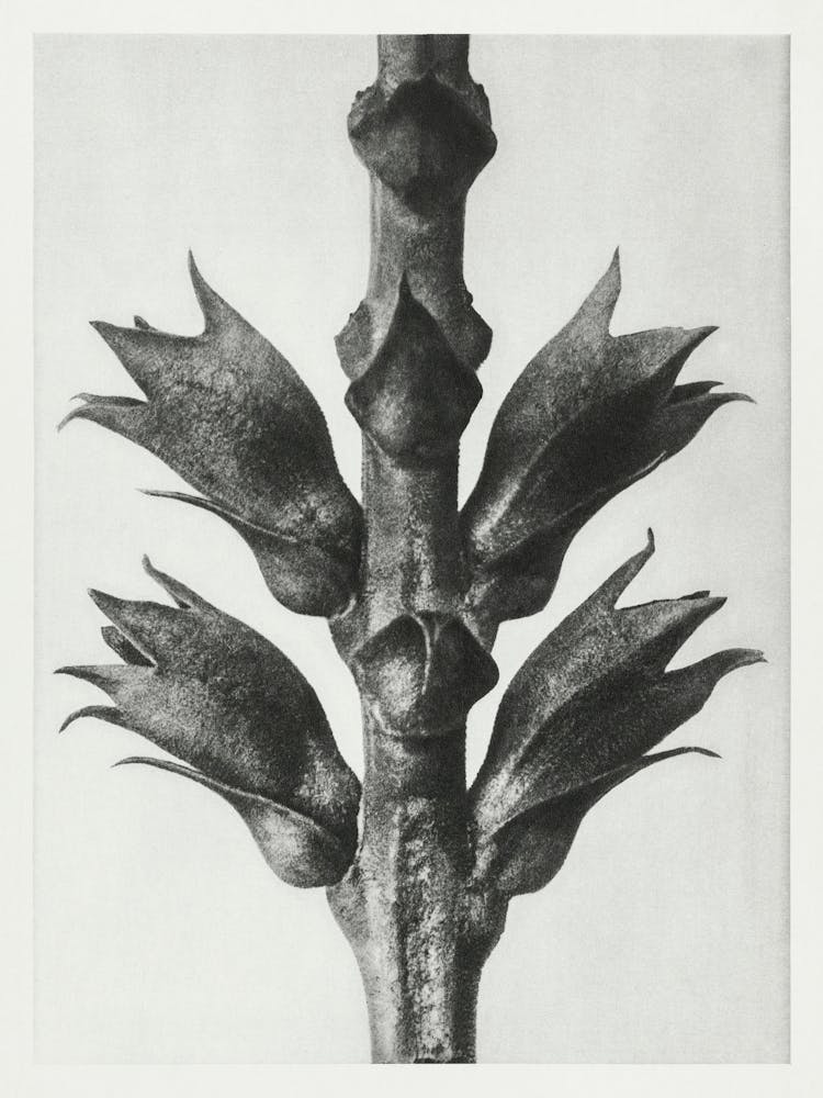 Virginian False Dragon Head (1928), Karl Blossfeldt