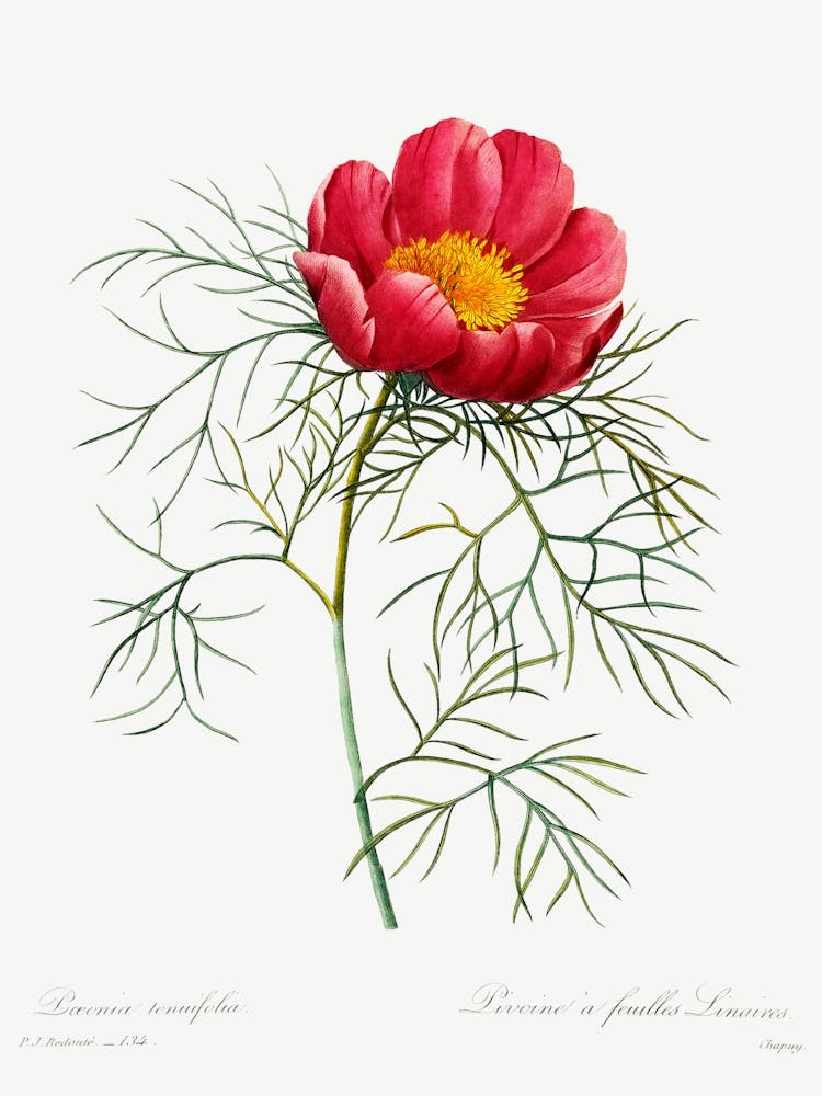 Rote Pfingstrose, Pierre Joseph Redouté