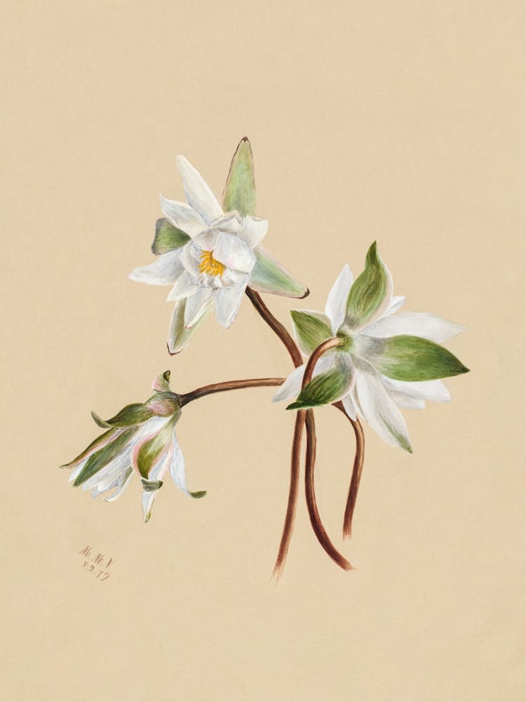 Botanique Vintage Mary Vaux Walcott _2732430