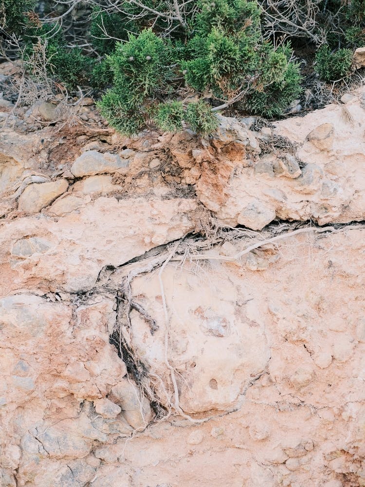 Tree root in Pink Ground // Ibiza Nature Photography
