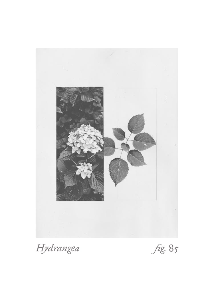 Hydrangea Botanical Collage 3