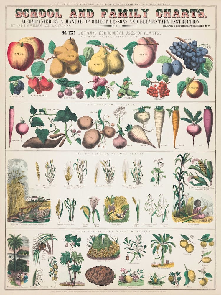 Vintage Botanical Chart