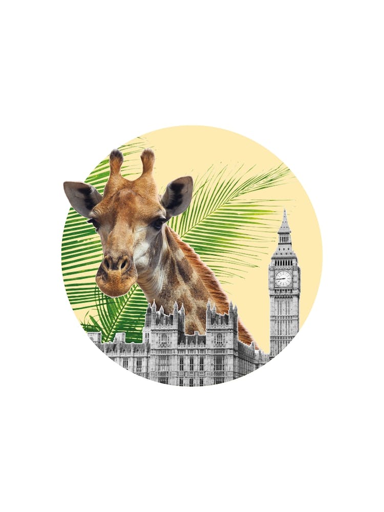 Giraffe Collage