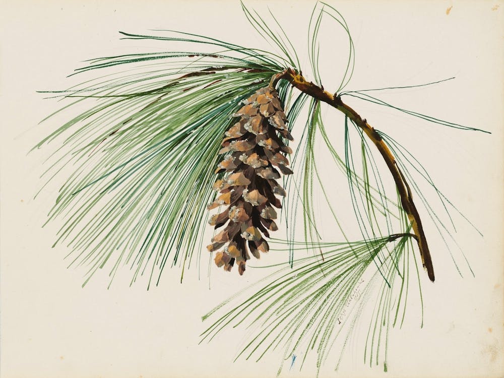 Pine Cone 5