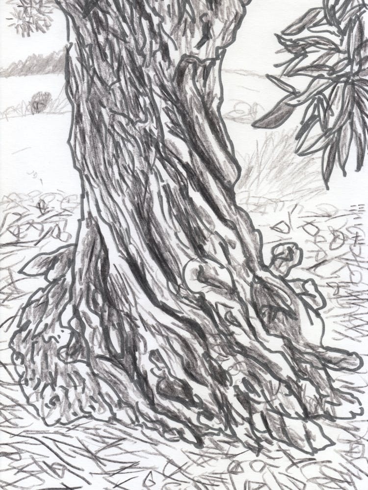 Twisted Olive Tree