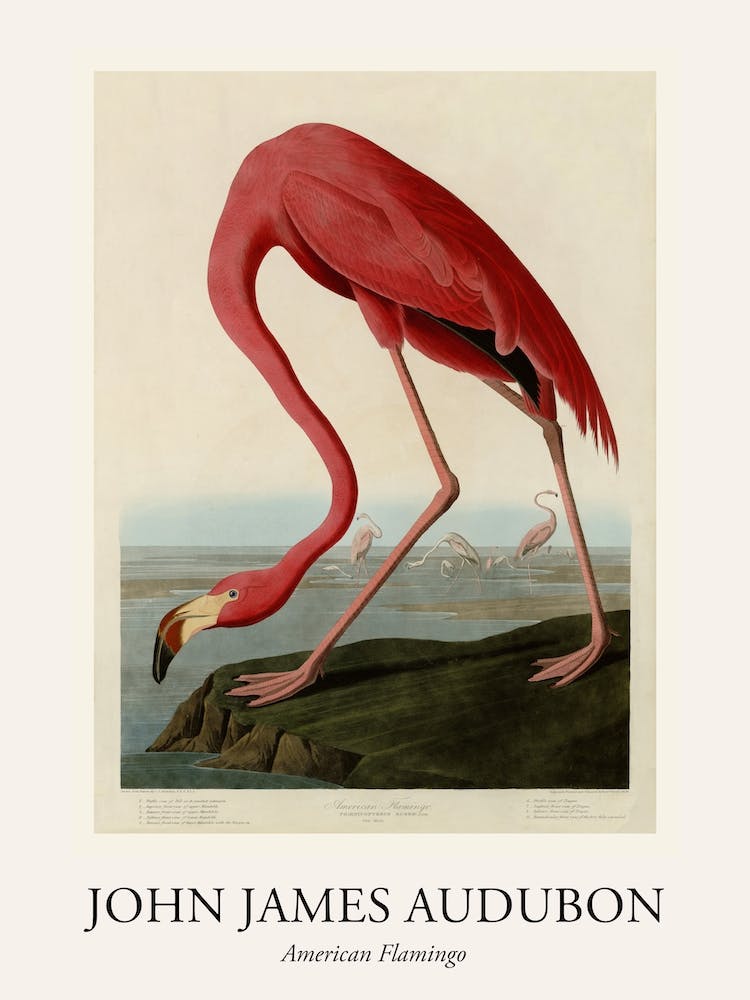 American Flamingo Poster
