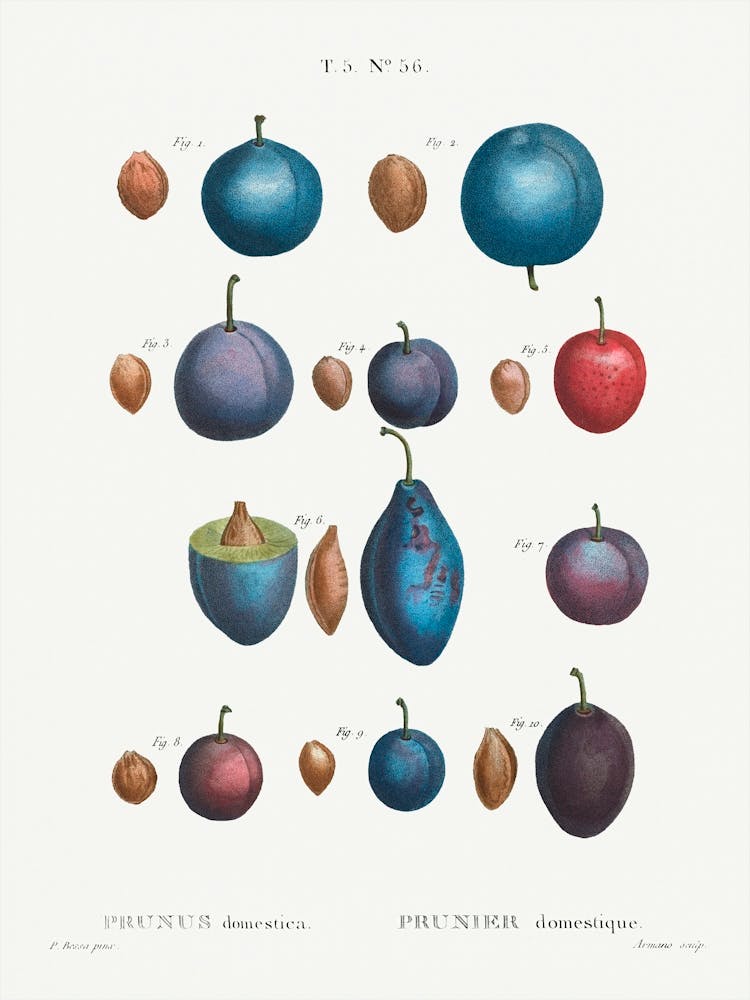 Common Plums, Pierre Joseph Redoute