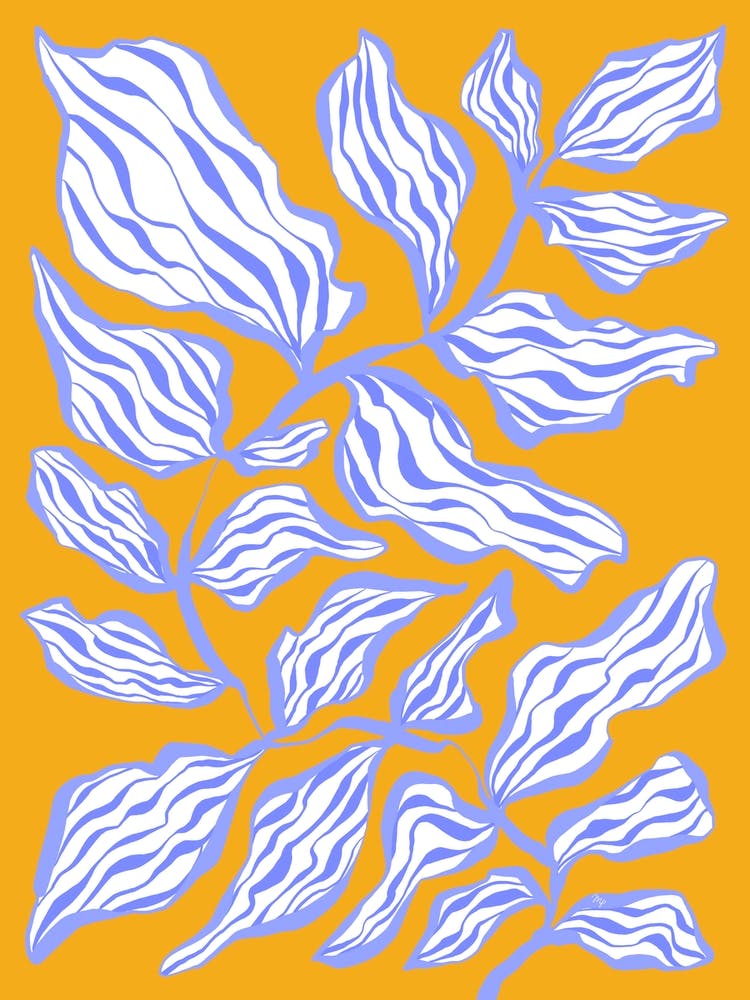 Morning Glory Plant