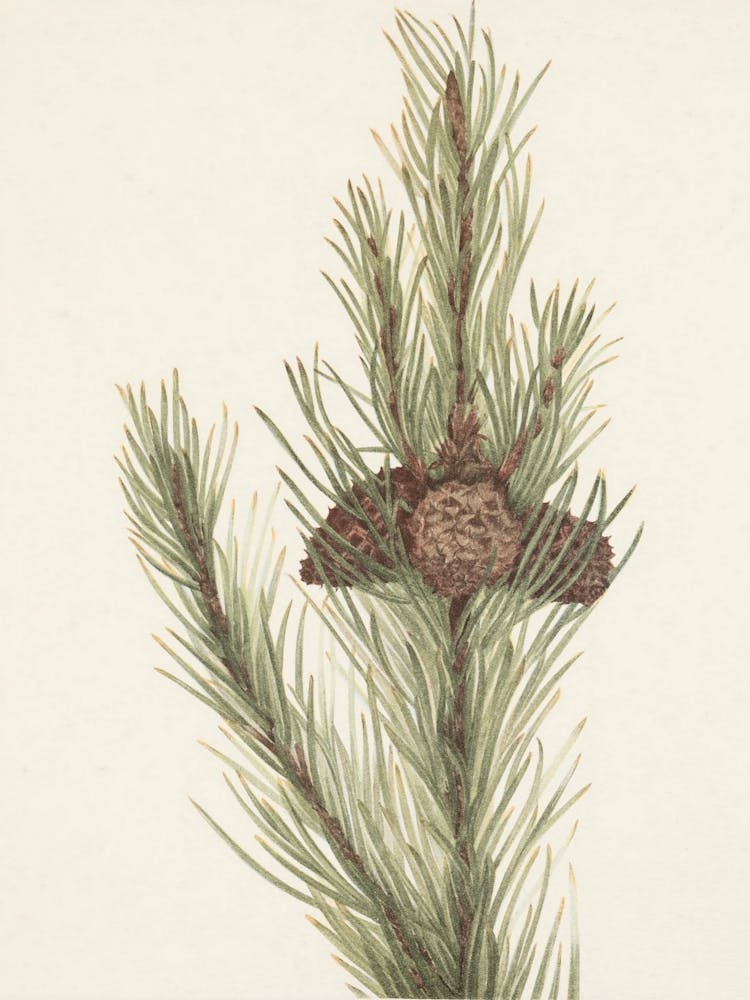 Pine Cones 3