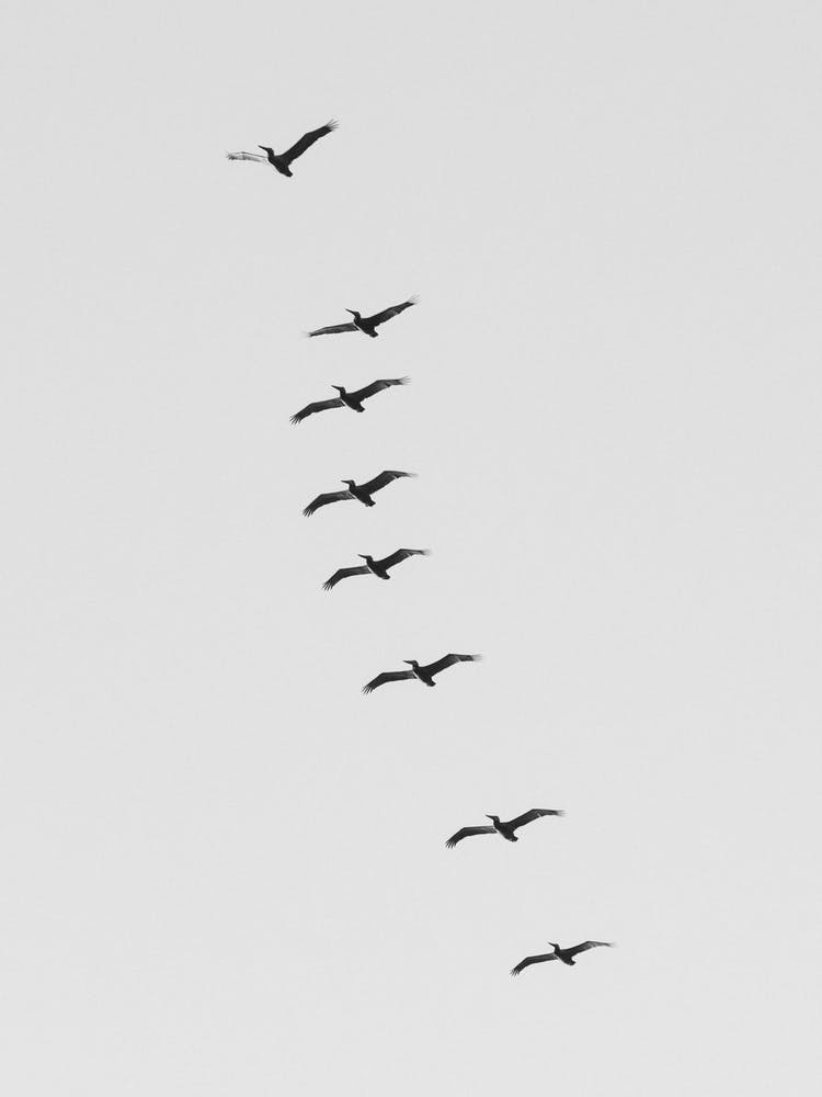 Black And White Pelicans Soaring Above