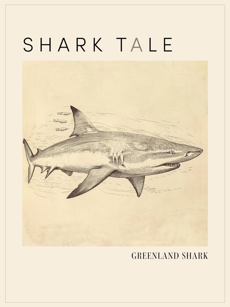Greenland Shark Vintage Illustration 2 Poster