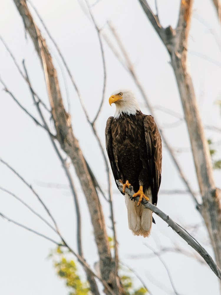 Bald Eagle In Tree