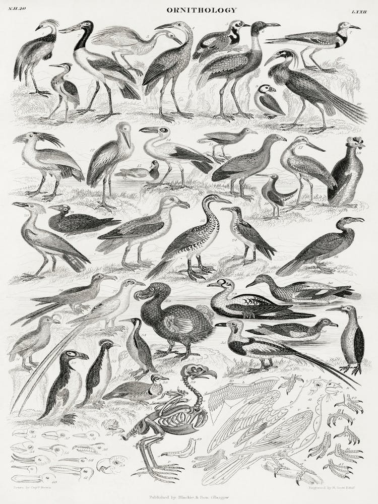 Ornithology, Oliver Goldsmith 4
