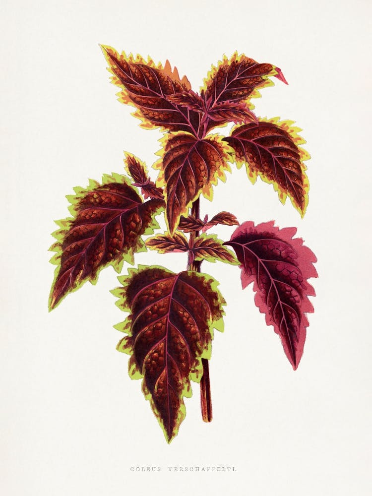 Vintage Botanical _2643243