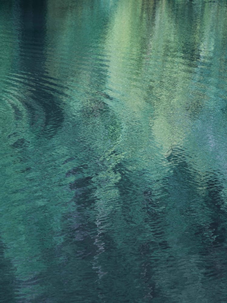 Forest In The Lake