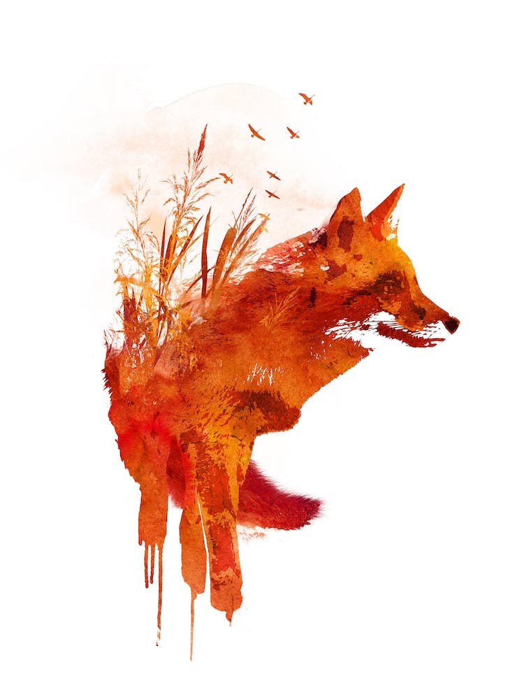 Plattensee Fox