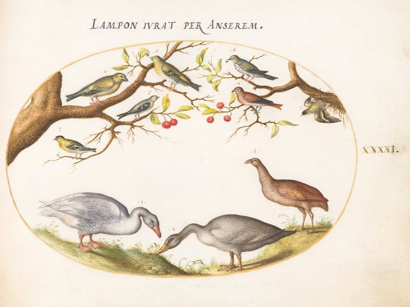 Flying And Amphibious Animals, Joris Hoefnagel (11)