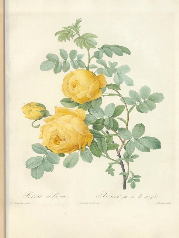 Rose Illustration, Pierre Joseph Redoute (9)