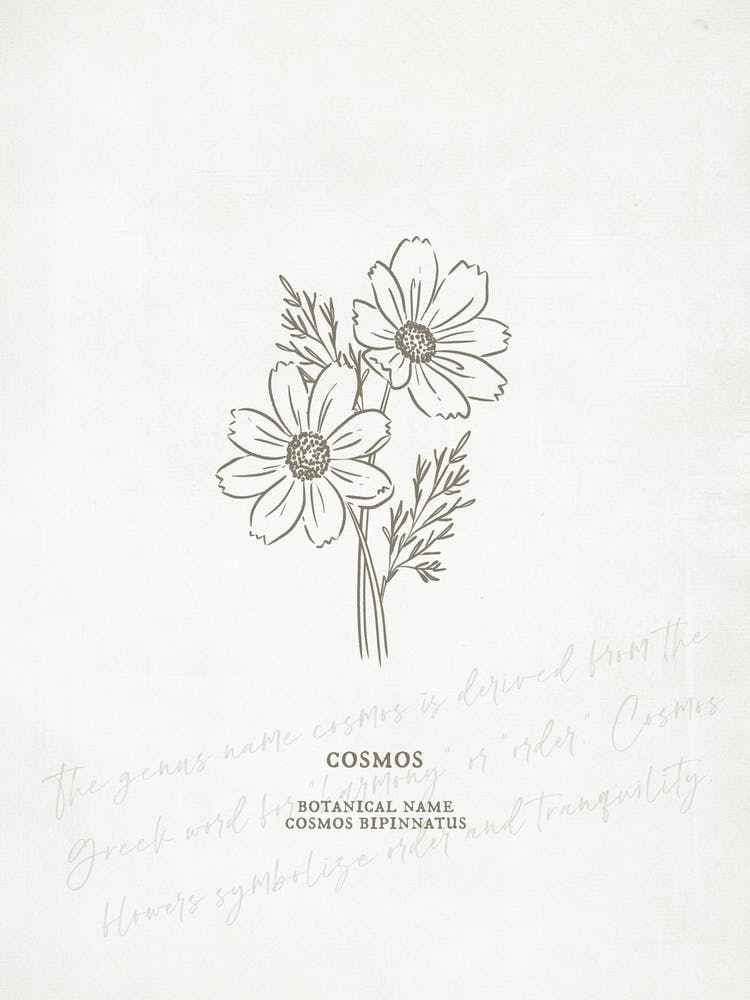 Cosmos Birth Flower | Antique