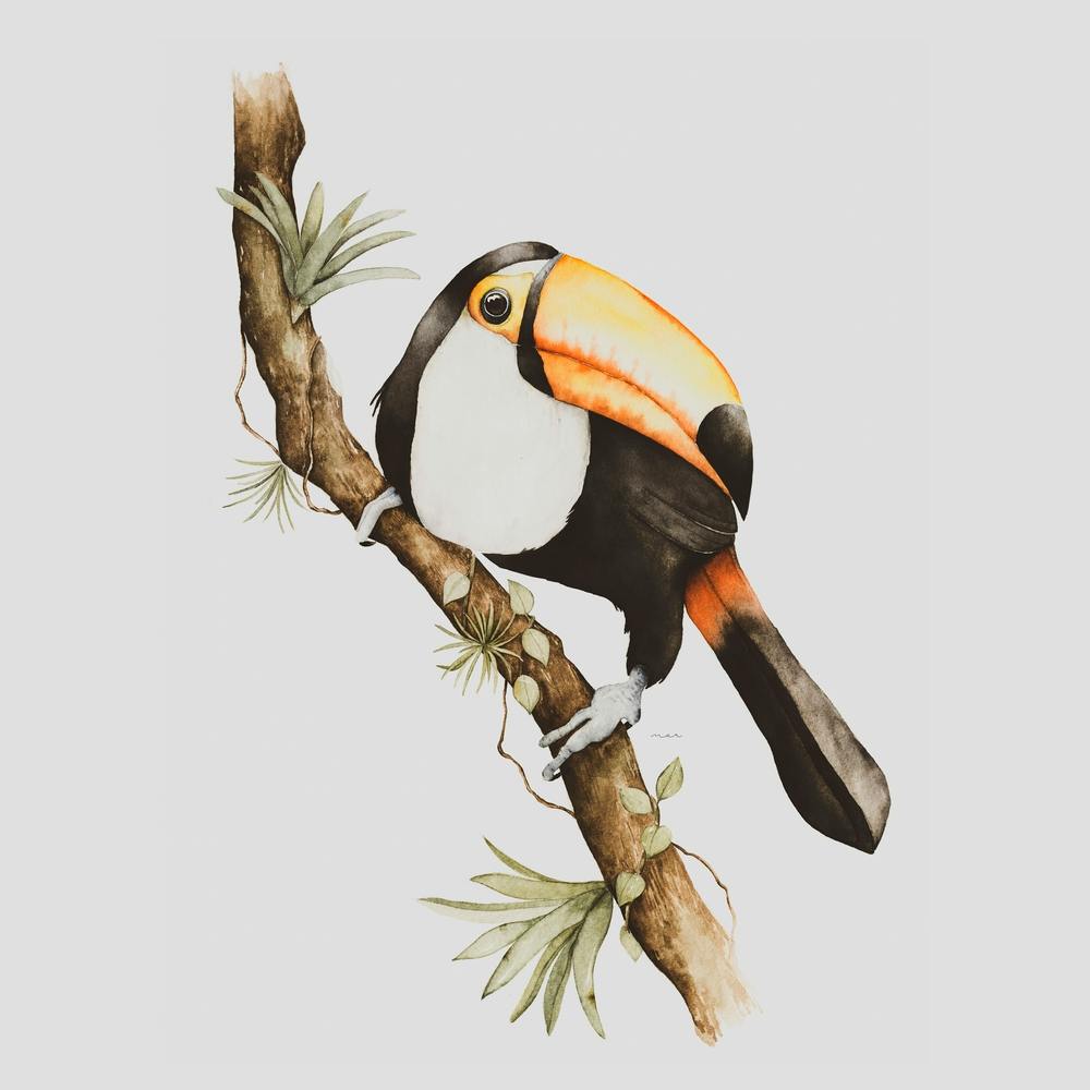 Toco Toucan
