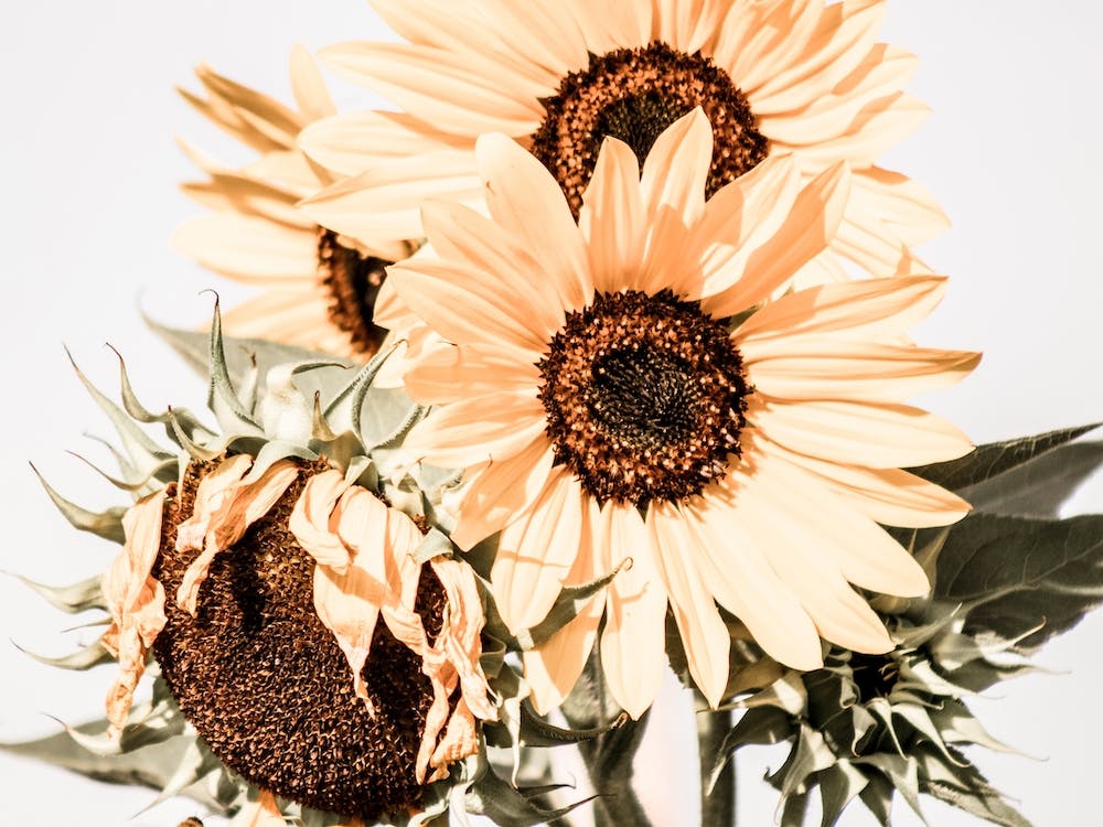Tournesols d'été