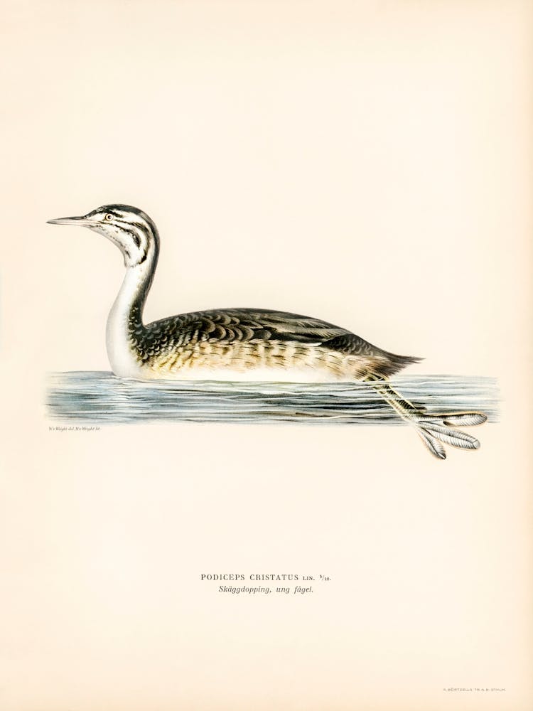 Podiceps Cristatus, The Von Wright Brothers