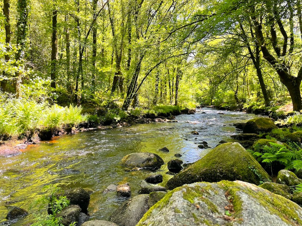 Wild River In The Woods