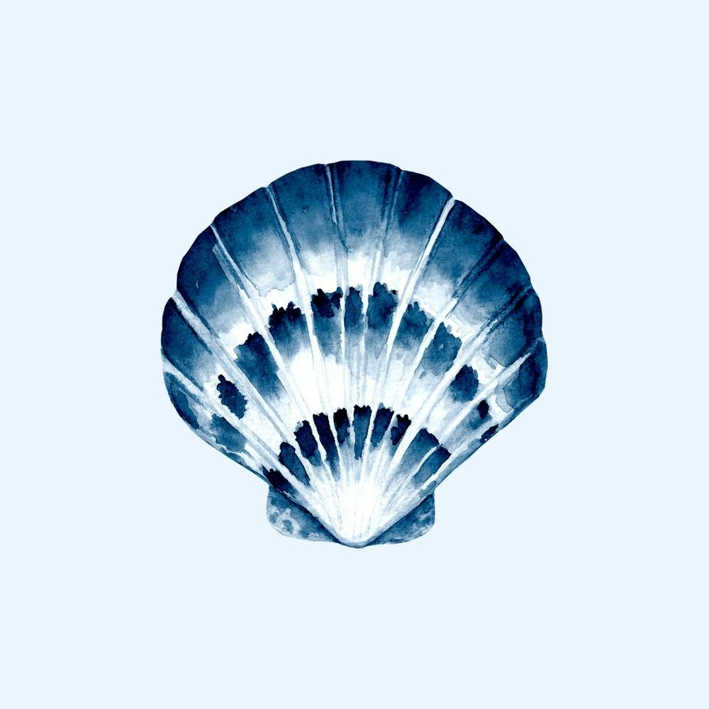 Blue And White Seashell