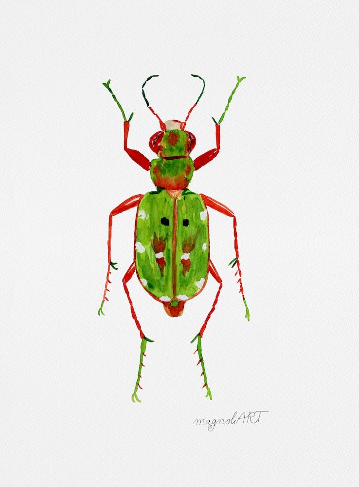 Cicindela campestris, a green tiger beetle, watercolor artwork