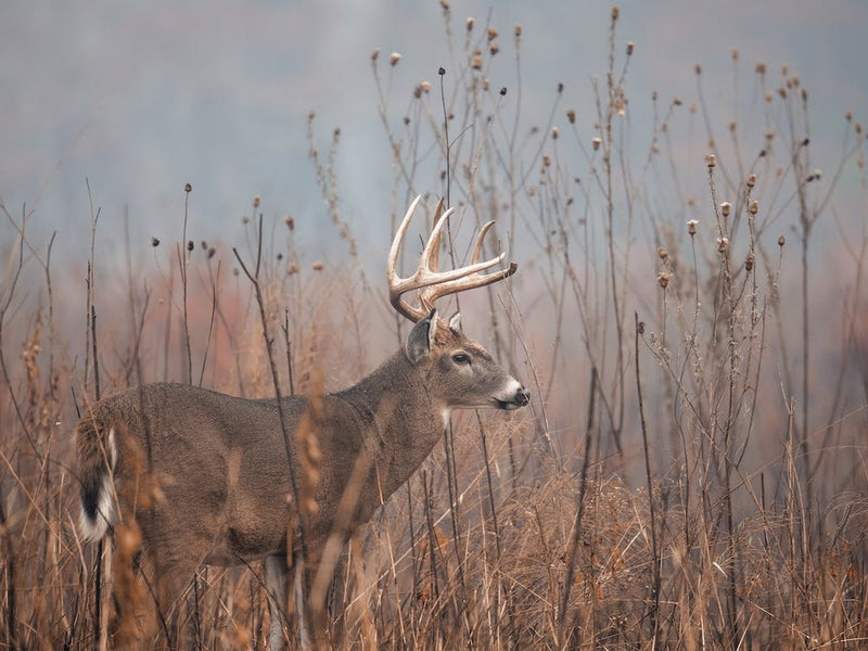 Misty Swamp Deer