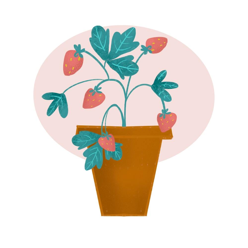 Plant de Fraisier en Pot
