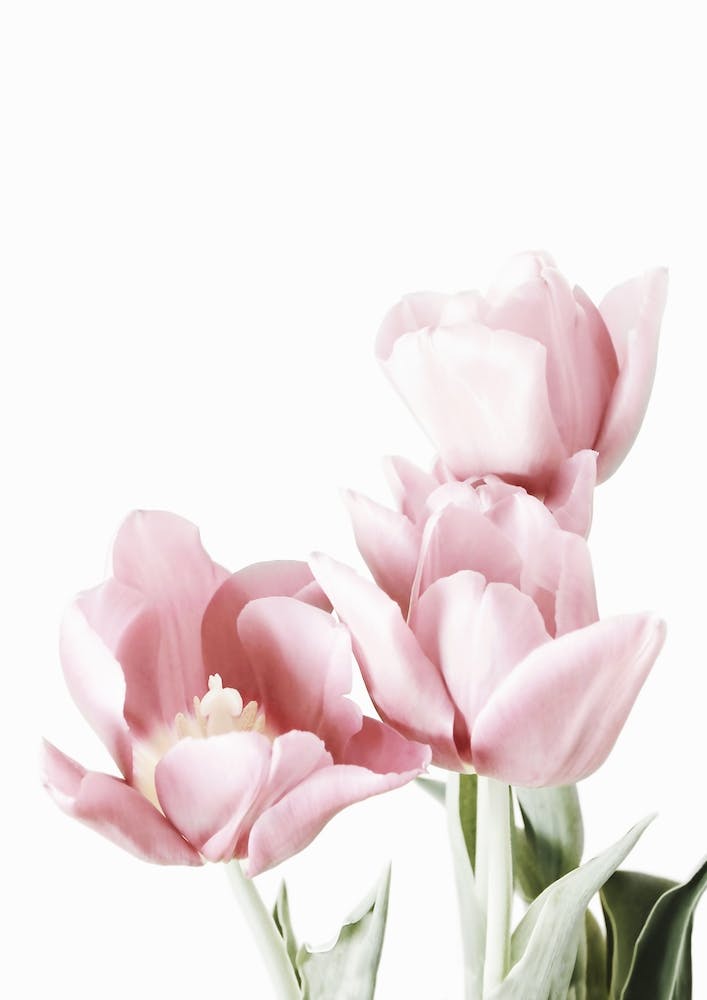 Pink Tulips