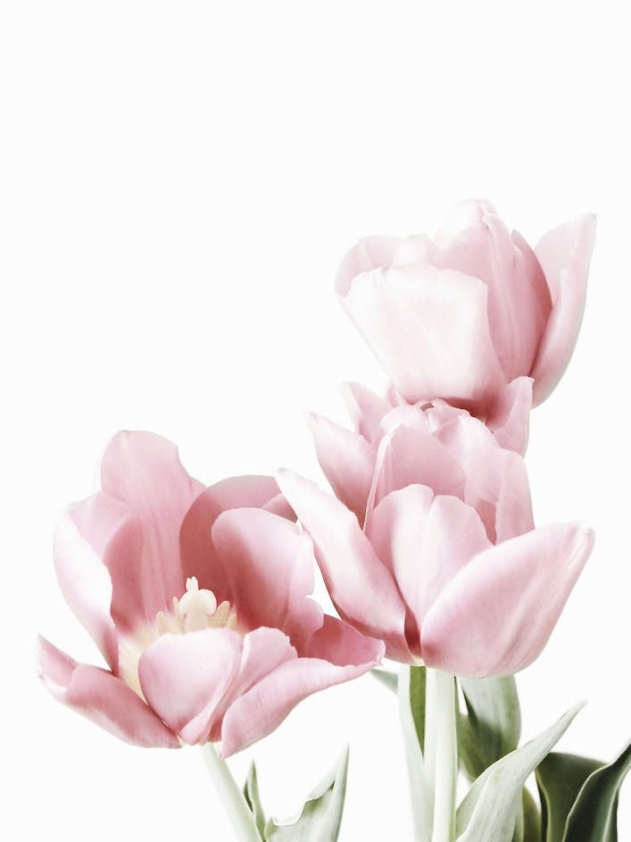 Pink Tulips